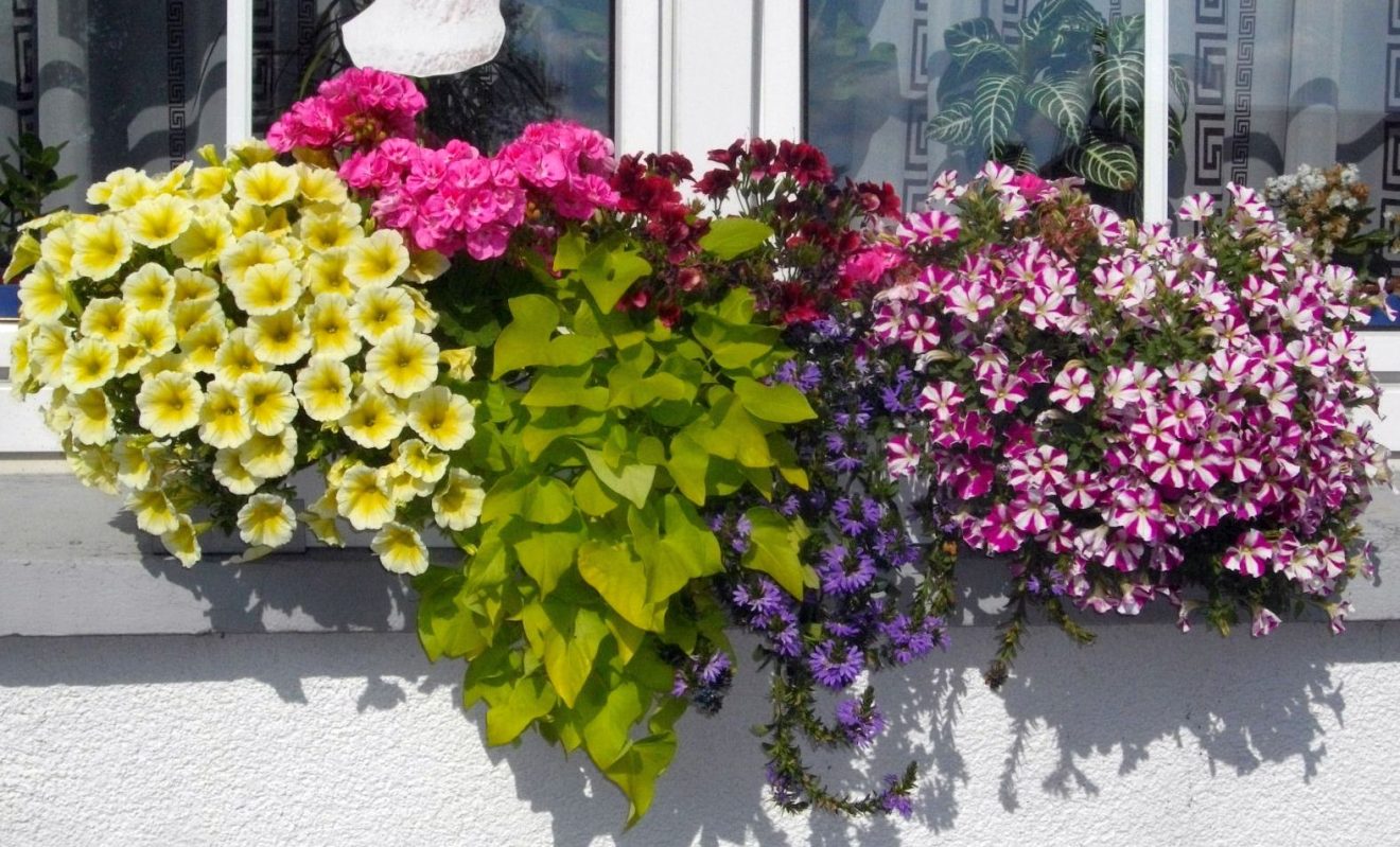 Balkonkastenbepflanzung BlumenHecktor