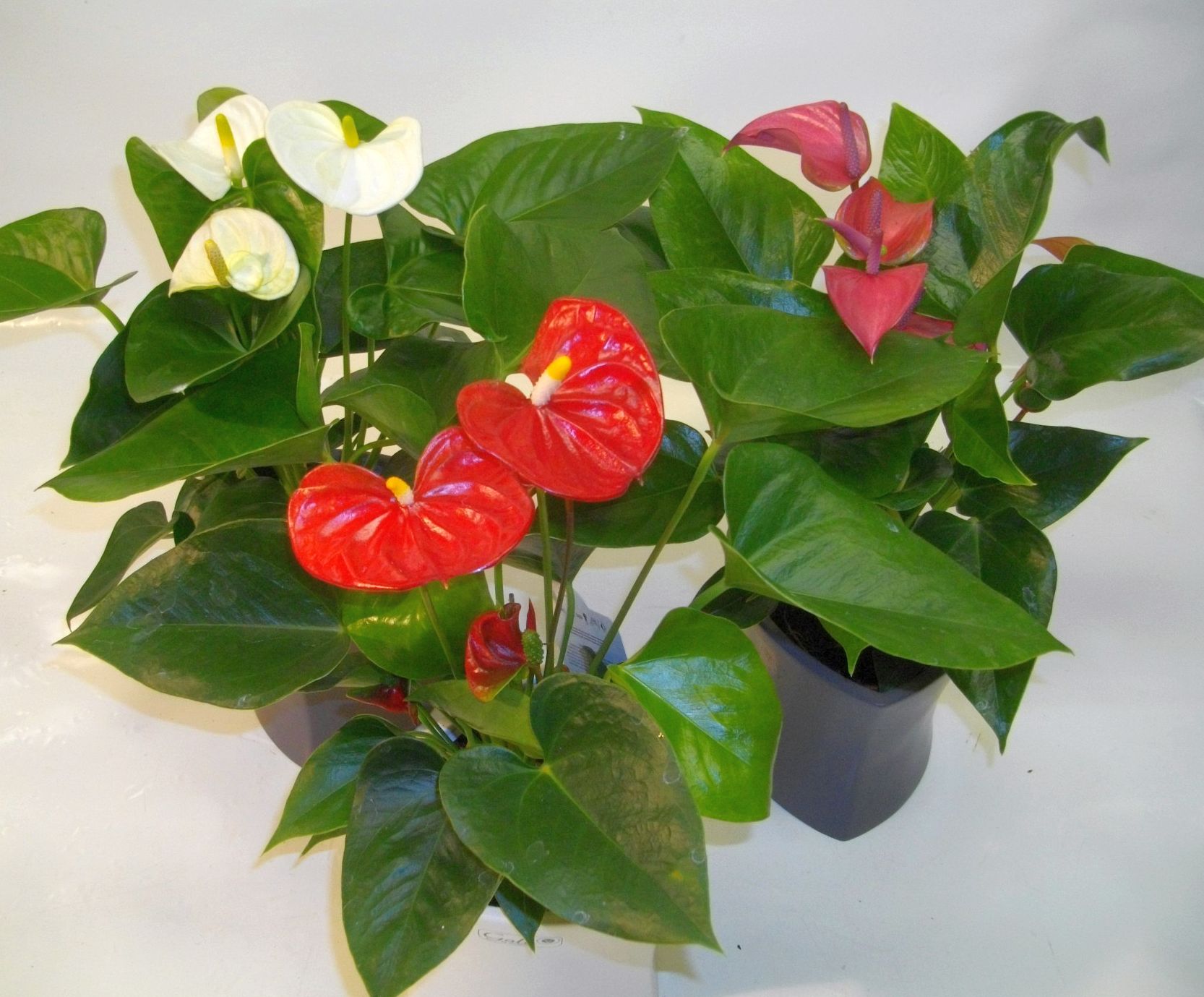 Blühende Zimmerpflanzen BlumenHecktor