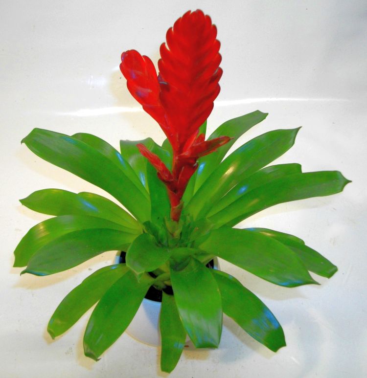 Bromelie
-Guzmania-