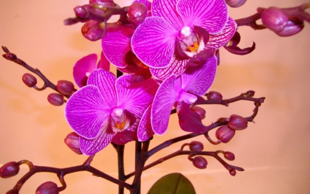 Schmetterlingsorchidee -Phalaenopsis-