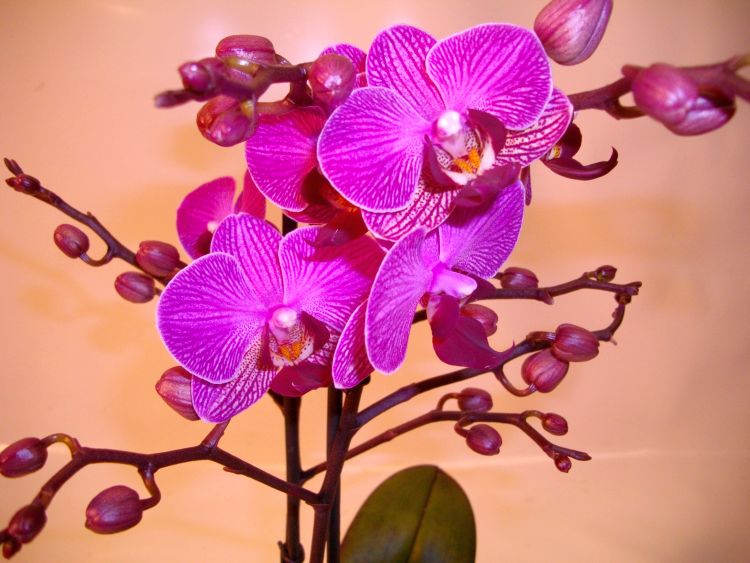 Schmetterlingsorchidee
-Phalaenopsis-